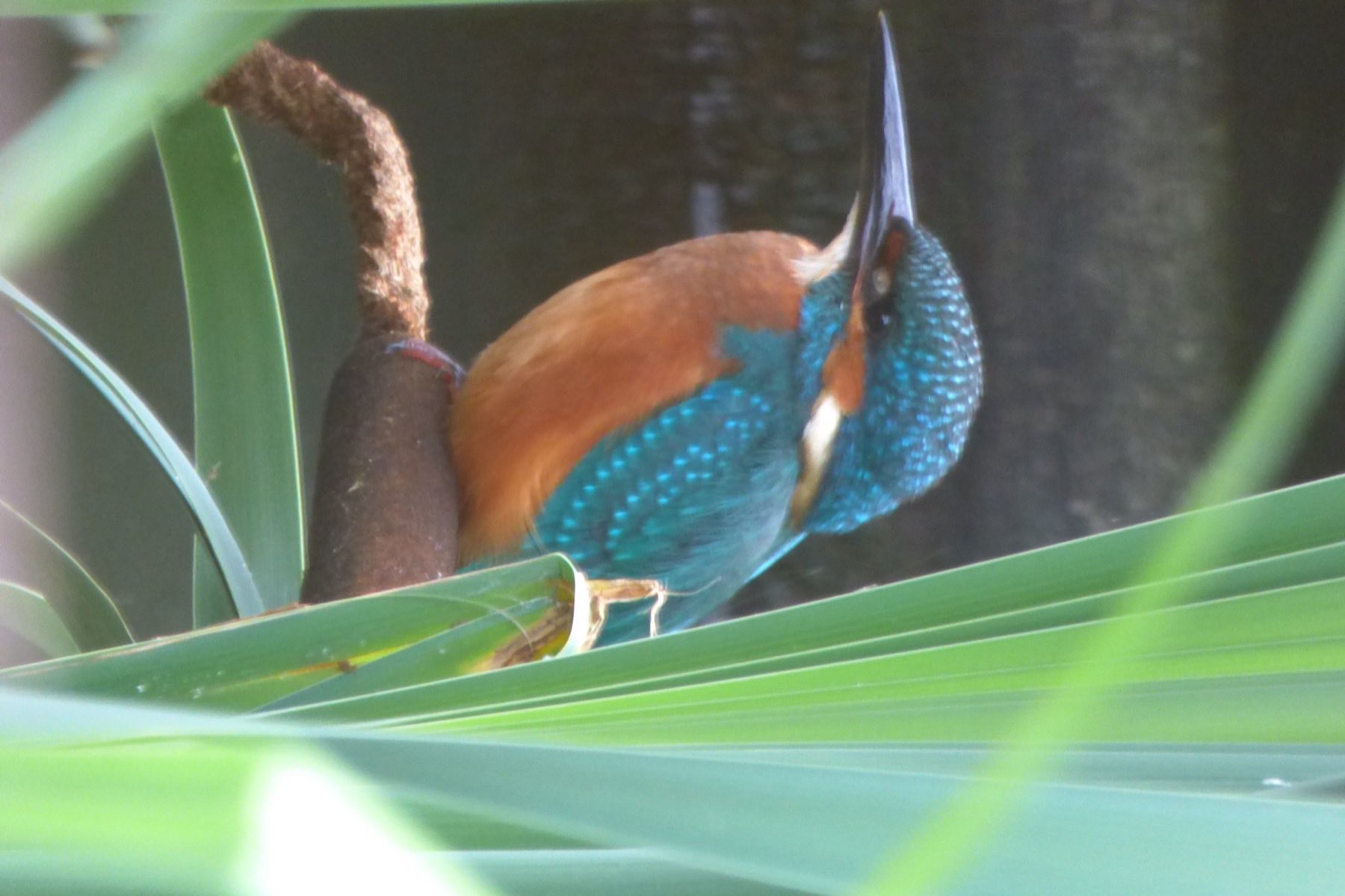 Ein Eisvogel am Schilf des Teichs